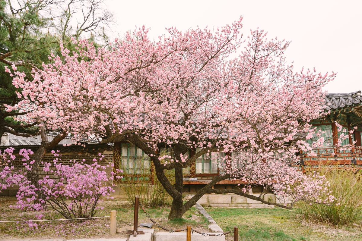 Spring blossoms at a Korean palace